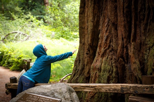 Muir Woods