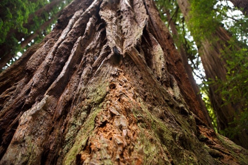 Muir Woods