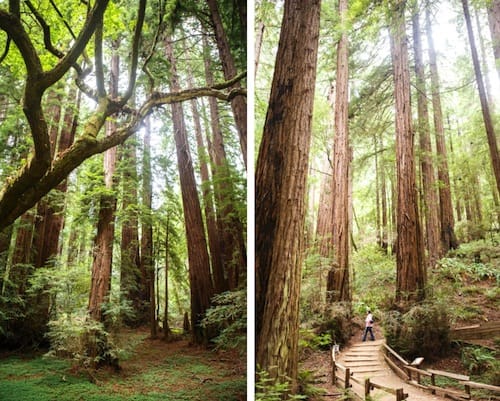 Muir Woods