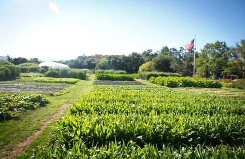 The French Laundry