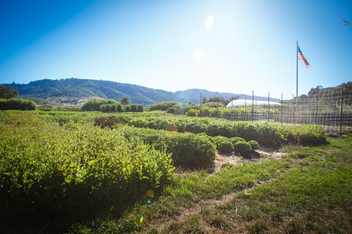 The French Laundry