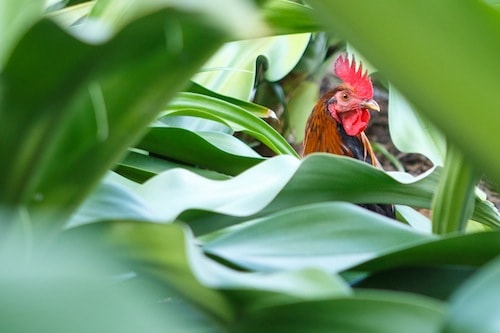 Rooster on Tortola BVI