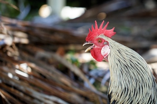 Rooster on Tortola BVI