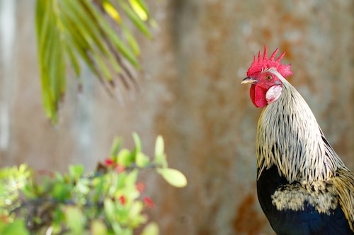 Rooster on Tortola BVI