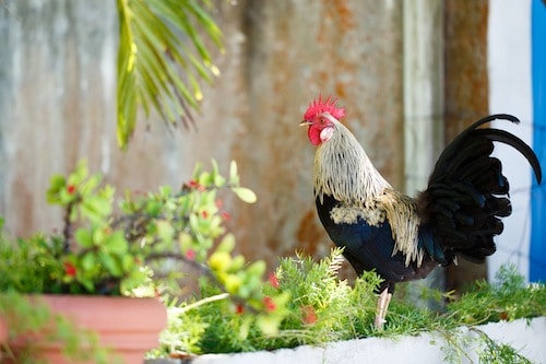 Rooster on Tortola BVI