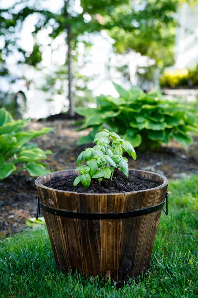 Summer Gardening with Basil