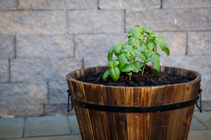 Summer Gardening with Basil