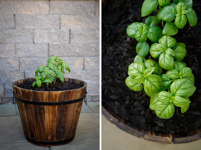 Summer Gardening with Basil