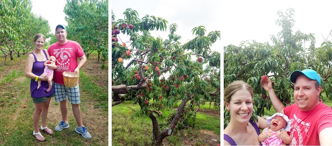 Peach Picking with the Family